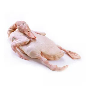Fresh Duck