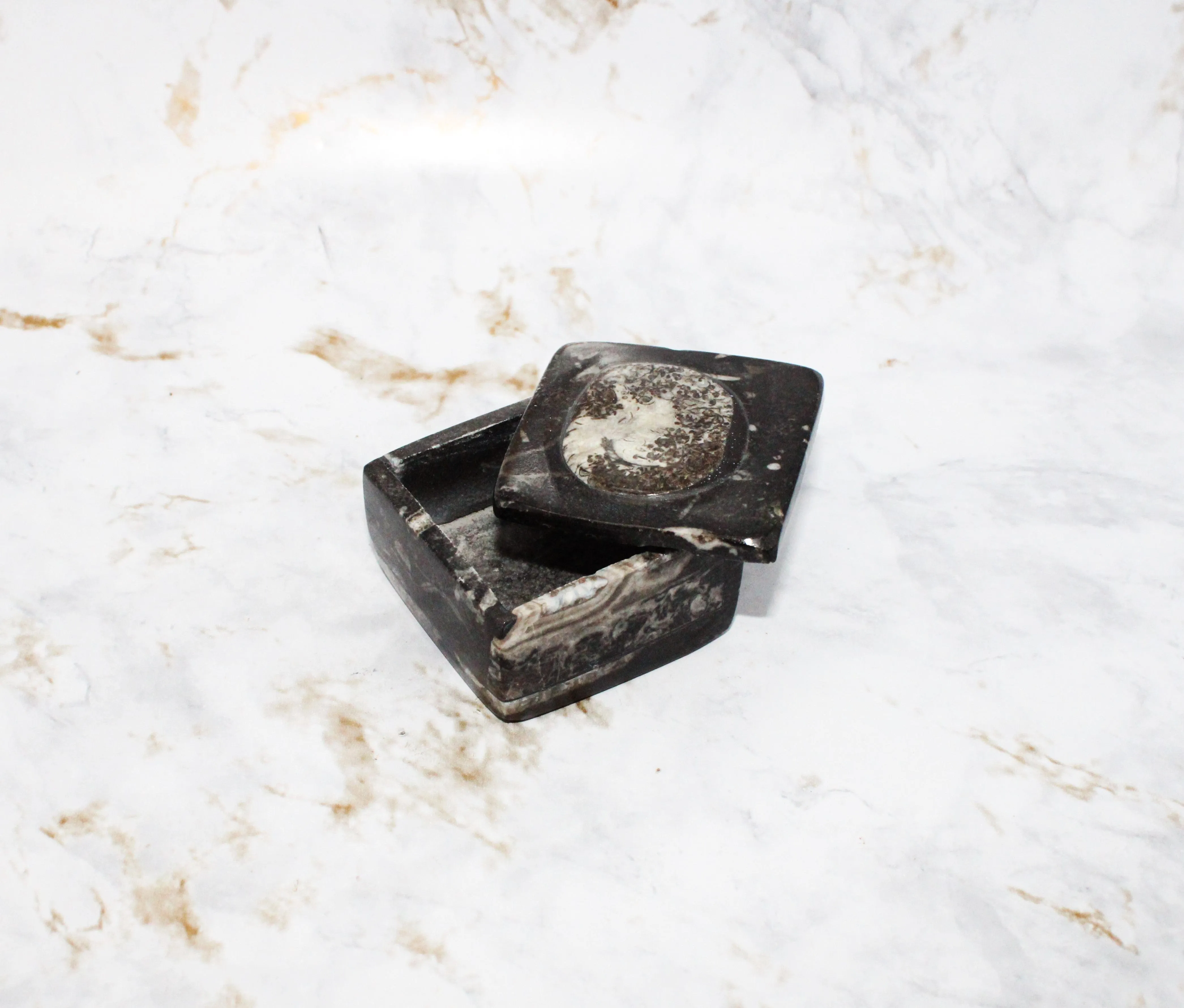Polished Orthoceras Box